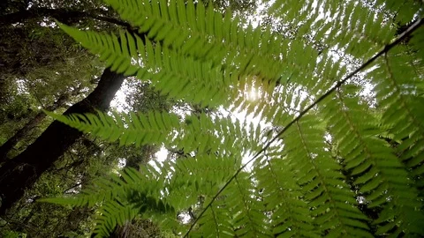 Forest canopy looking upwards into the sunlight Video stock 93781668