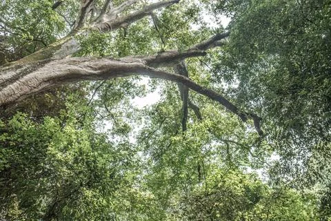 Forest Canopy with Massive Tree Branches Stock Photos