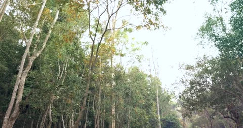 Forest Canopy In Nature Stock Footage 47625955