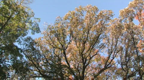 Forest Canopy, Pan Stock Footage 279420