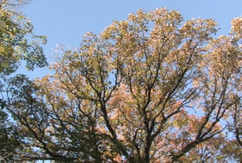 Forest Canopy, Pan Stock Footage 283697