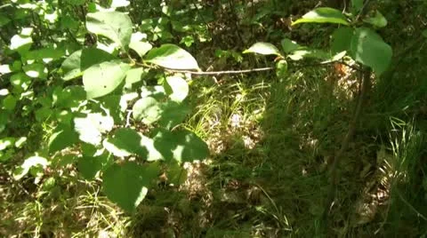 Forest Canopy Pan up to Sun Video stock 12610162