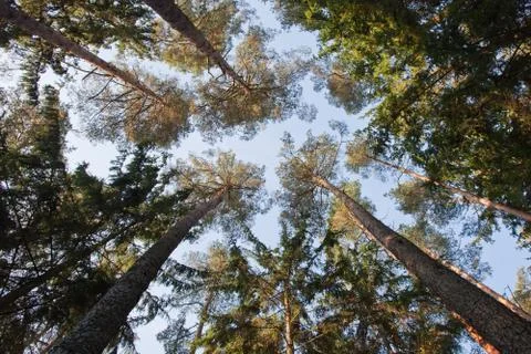 Forest canopy Stock Photos