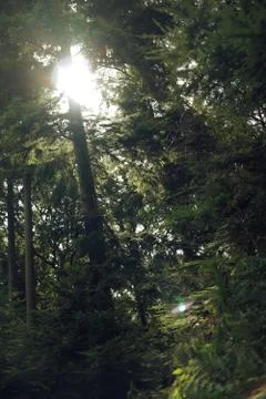Forest Canopy Stock Photos