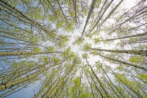 Forest canopy Stock Photos