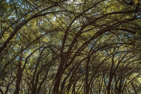Forest Canopy Stock Photos