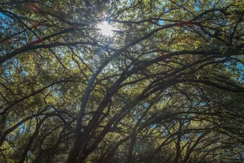 Forest Canopy Stock Photos