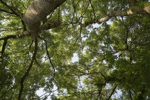 Forest Canopy Stock Photos