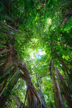 Forest Canopy Stock Photos