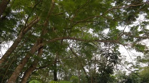 Forest canopy Stock Photos
