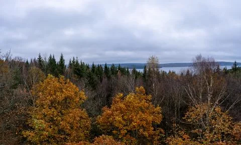 Forest canopy Stock Photos