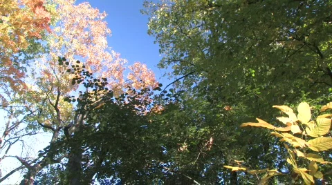 Forest Canopy, Quick Pan Stock Footage 281505