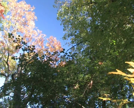 Forest Canopy, Quick Pan Stock Footage 283231