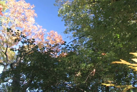 Forest Canopy, Quick Pan Stock Footage 283701