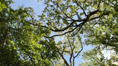 Forest Canopy at Ray Roberts State Park Stock Footage 22692276