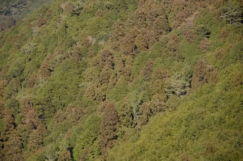 Forest canopy as seen from above Stock Photos