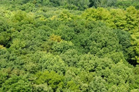 Forest canopy as seen from above Stock Photos
