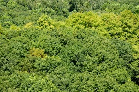 Forest canopy as seen from above Stock Photos