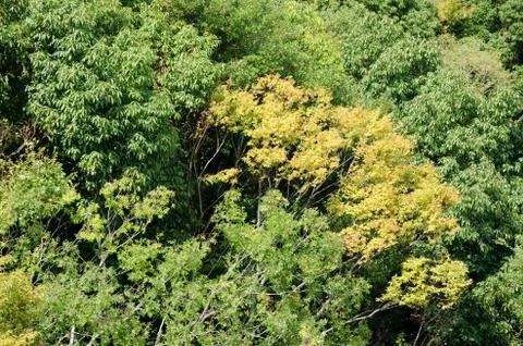 Forest canopy as seen from above Stock Photos