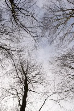 Forest canopy as seen from below in winter Stock-Fotos
