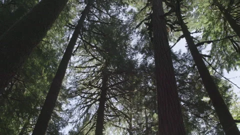 Forest canopy silhouette, Slow pan low angle shot Stock Footage 332239243