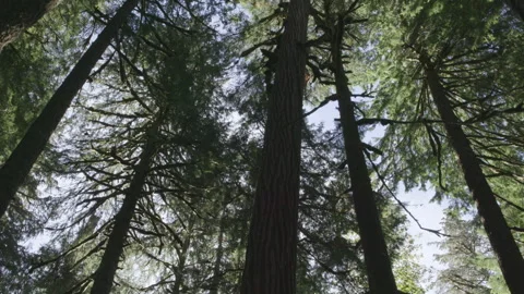 Forest canopy silhouette, static low angle shot Stock Footage 332239094