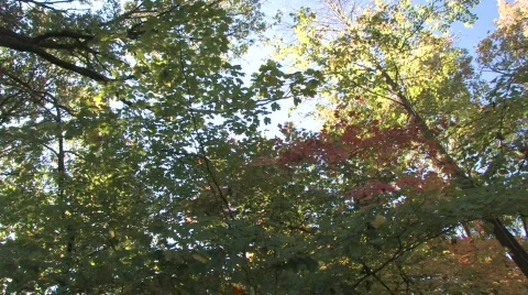Forest Canopy, Slow Pan Stock Footage 279438