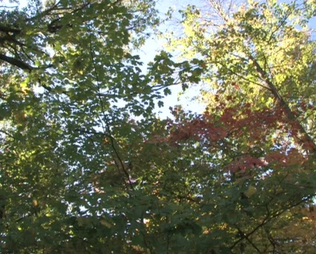 Forest Canopy, Slow Pan Stock Footage 283237