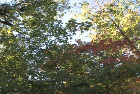 Forest Canopy, Slow Pan Stock-Footage 283709