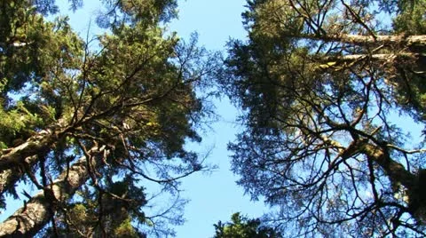 Forest Canopy Spin and Diagonal Down to Sunburst and Tree Trunk Steam Stock Footage 21441941