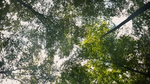 Forest Canopy Spin Looking Up Stock Footage 96875259