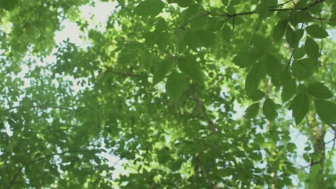 Forest canopy in summer Stock Footage 156471596