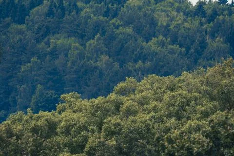 Forest canopy in summer Stock Photos