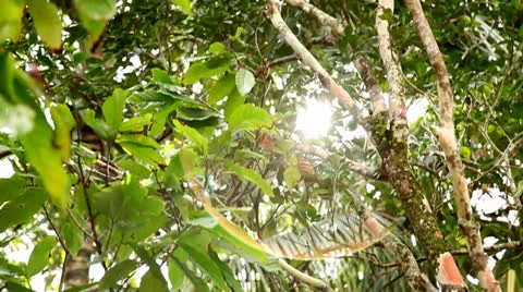 Forest canopy sun-flair  Vídeos de archivo 26187326