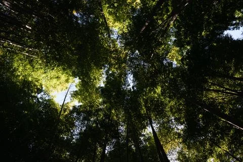 Forest canopy with sunlight filtering through leaves Stock Photos