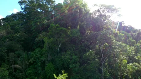 Forest canopy on a sunny day, sun beams are coming from behind the tree crowns Stock Footage 196263341