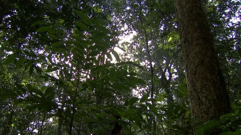 Forest canopy with sunshine behind Video stock 95600211
