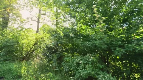 Forest canopy tilting movement with dappled sunlight patterns Stock Footage 314304659