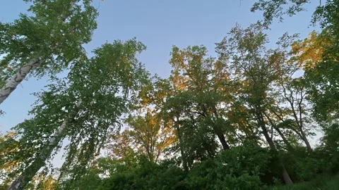Forest Canopy Time Lapse 動画素材 336755993
