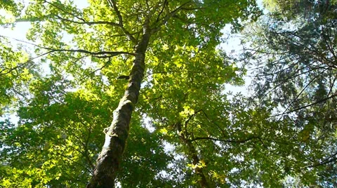 Forest Canopy, Trees Slow Motion, Lens Flare Stock Footage 38793291