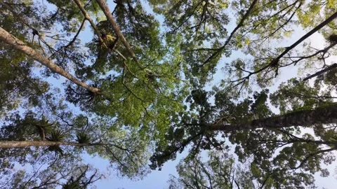 Forest canopy view from below Stock Footage 345136242