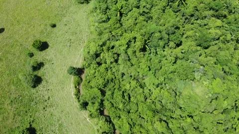 Forest canopy view Video stock 234224656