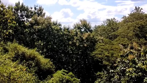 Forest Canopy View Stock Footage 330586069