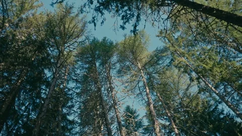 Forest Canopy View Looking Up at Tall Pine Trees on a Sunrise Walk Dolomites 库存影片 331163300
