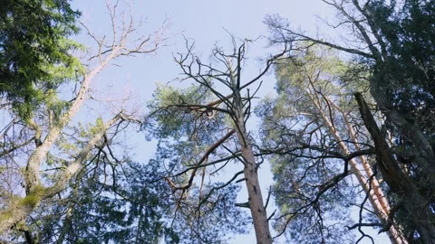Forest Canopy View, Looking Up Through Tall Pine Trees Towards Blue Sky Vidéo 334608538