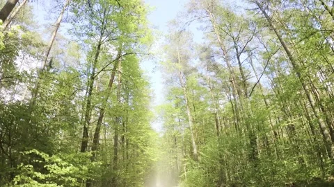 Forest Canopy View from Moving Vehicle Stock Footage 293496649