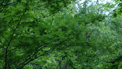 Forest Canopy View on Summit Trail to Mount Kinpu, Yamanashi, Japan Stock Footage 337977629