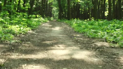 Forest canopy view with sunlight rays filtering through dense green trees Stock Footage 313308848