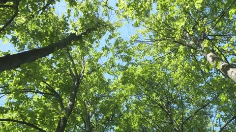 Forest canopy viewed from below with green leaves and blue sky visible Stock Footage 341999826