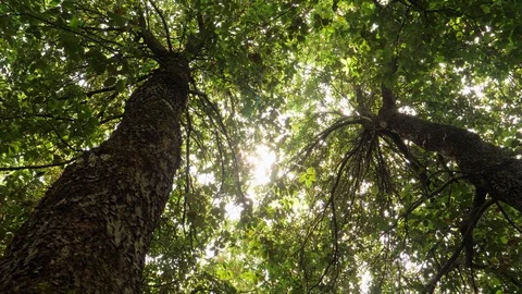 Forest canopy viewed from below with sun shining thorough and camera turning Stock Footage 90333525